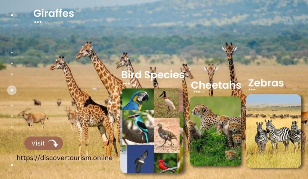 Giraffes, Zebras, Cheetahs, Bird Species
