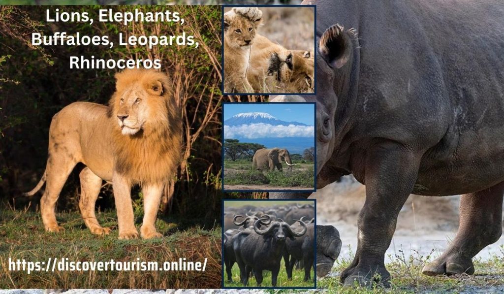 Lions, Elephants, Buffaloes, Leopards, Rhinoceros