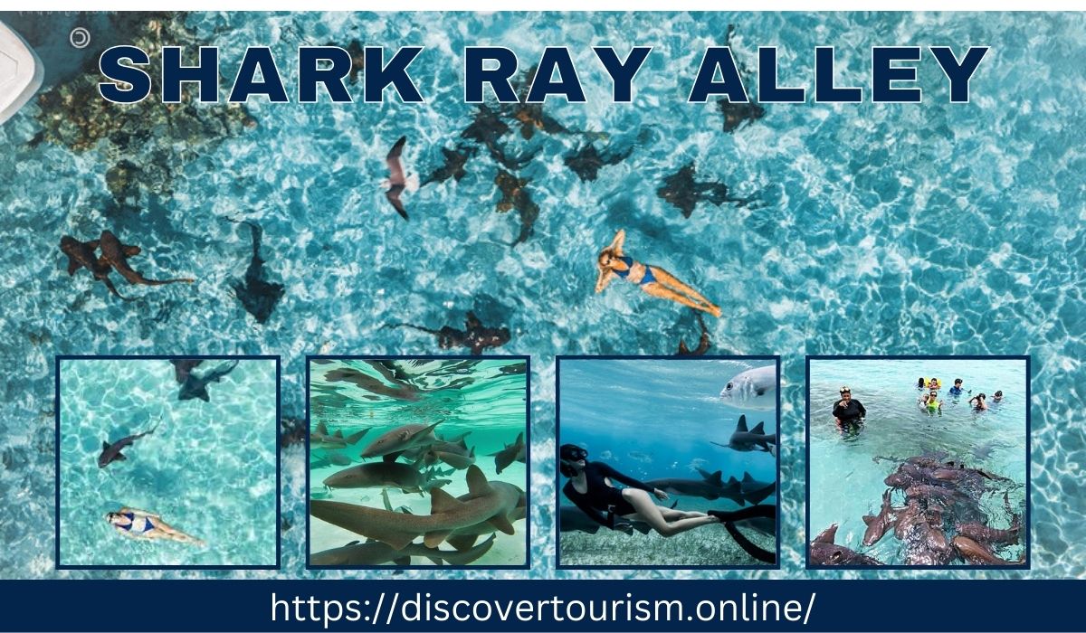 Shark Ray Alley